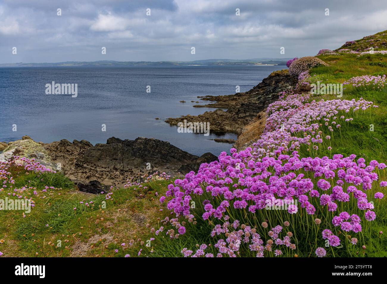 Strandkarnationen in Galley Head, County Kerry, Irland Stockfoto