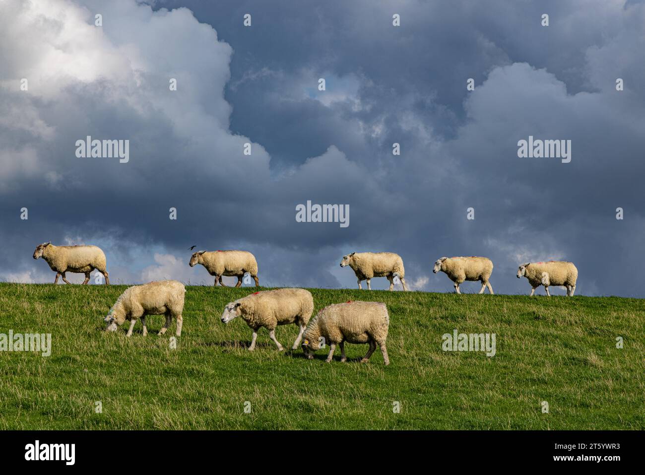 Schafe auf dem Deich vor Wolken, Nordstrand, Nordfriesland, Schleswig-Holstein, Deutschland Stockfoto