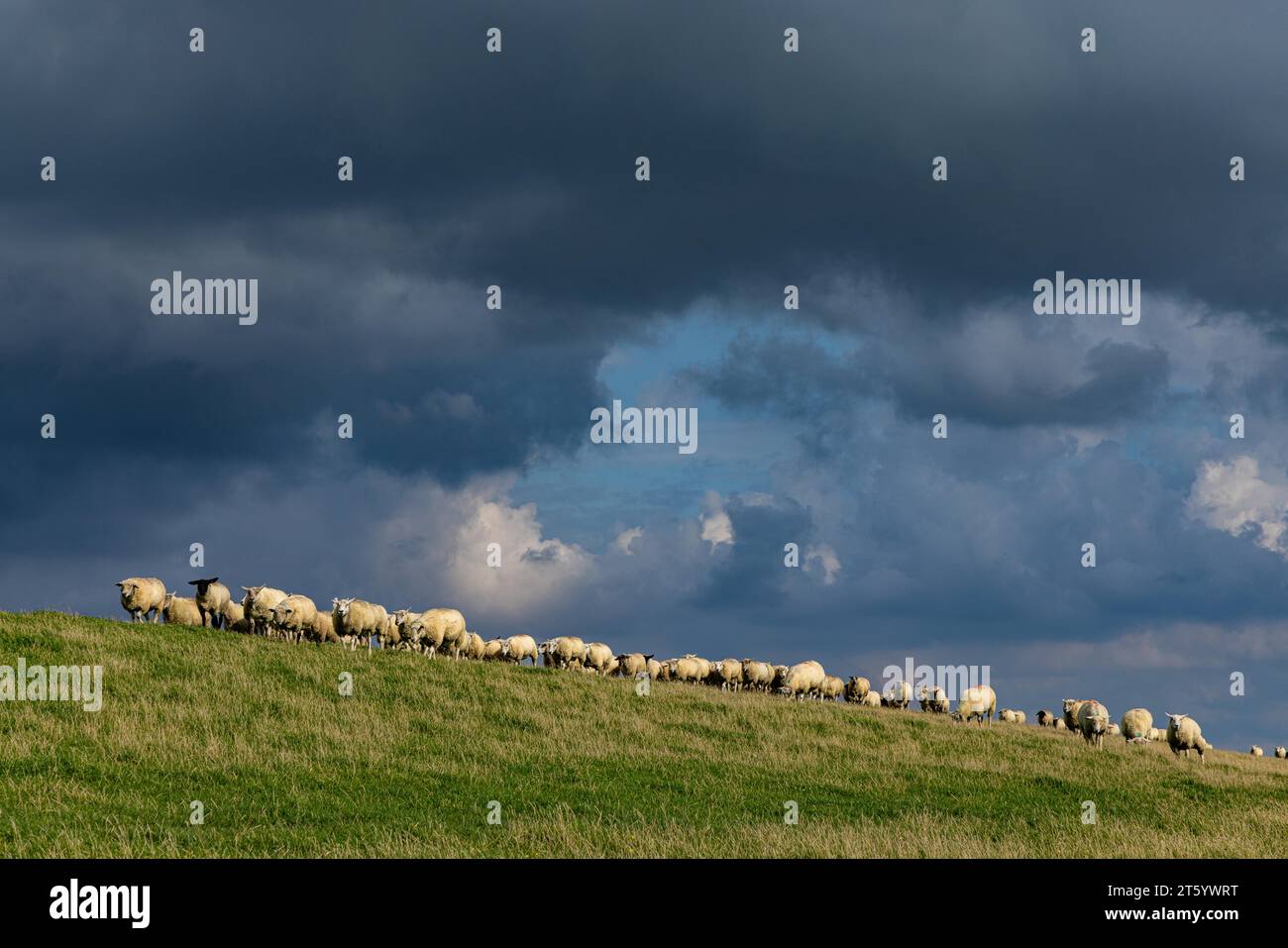 Schafe auf dem Deich vor Wolken, Nordstrand, Nordfriesland, Schleswig-Holstein, Deutschland Stockfoto