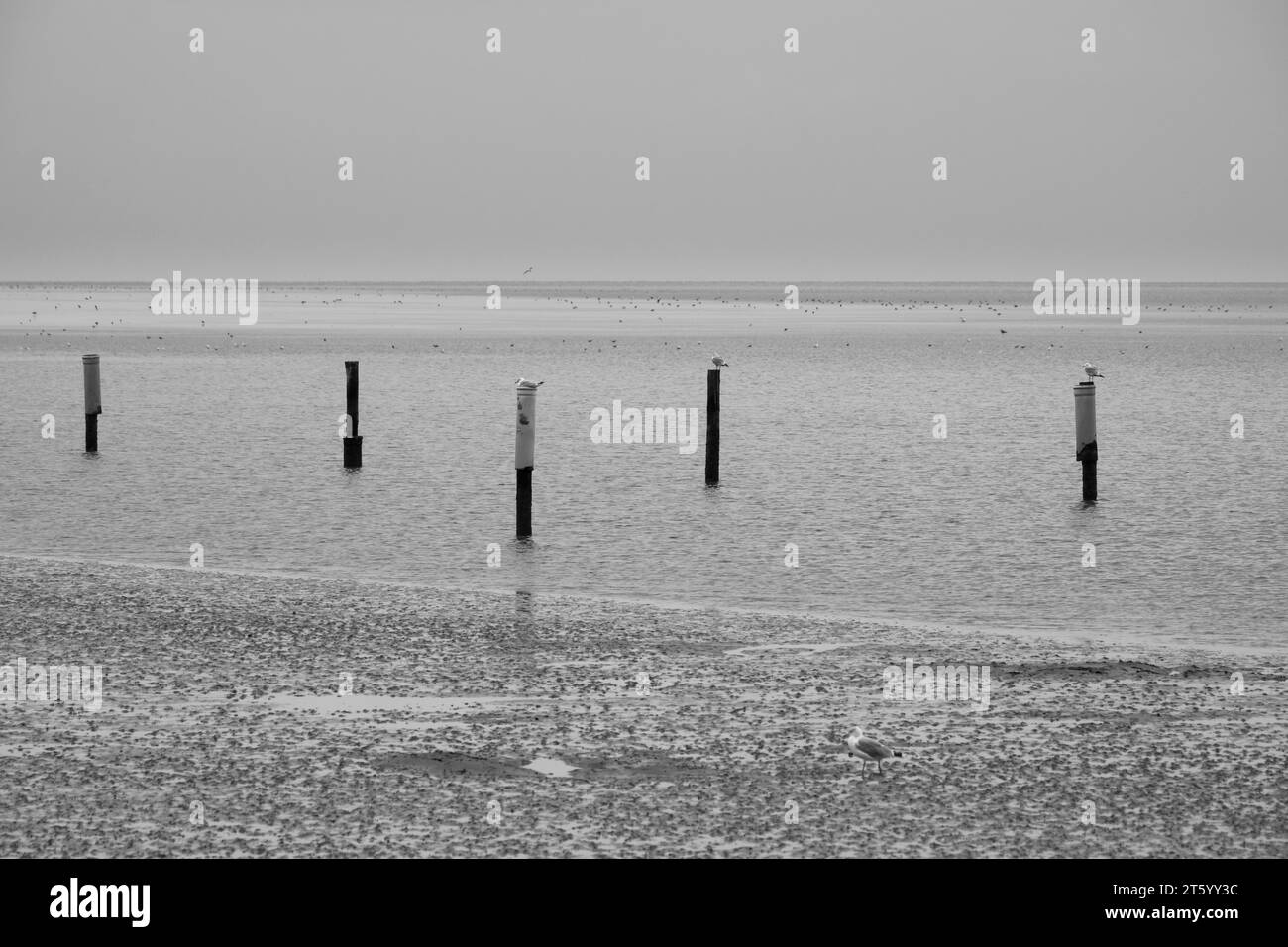 Möwen sitzen auf Pfosten im Nationalpark Wattenmeer, Ebbe, Norddeich, Norden, Ostfriesland, Niedersachsen, Deutschland Stockfoto