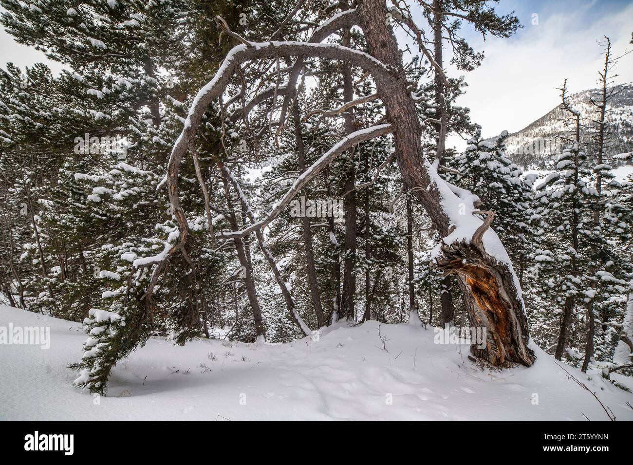 Schöner, schneebedeckter Baum im Winter Stockfoto
