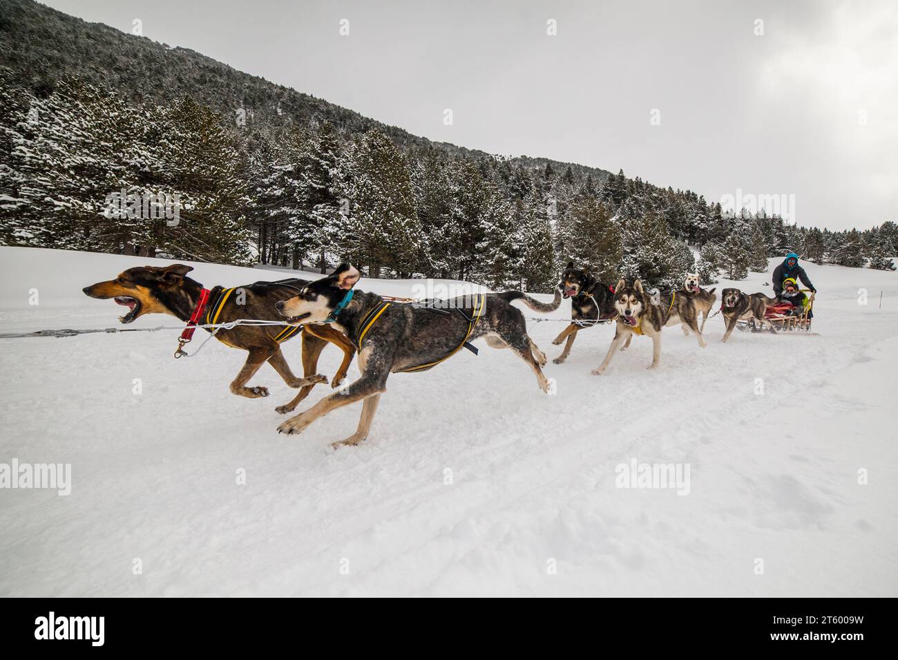 Hundeschlittenfahrten in den pyrenäen Stockfoto