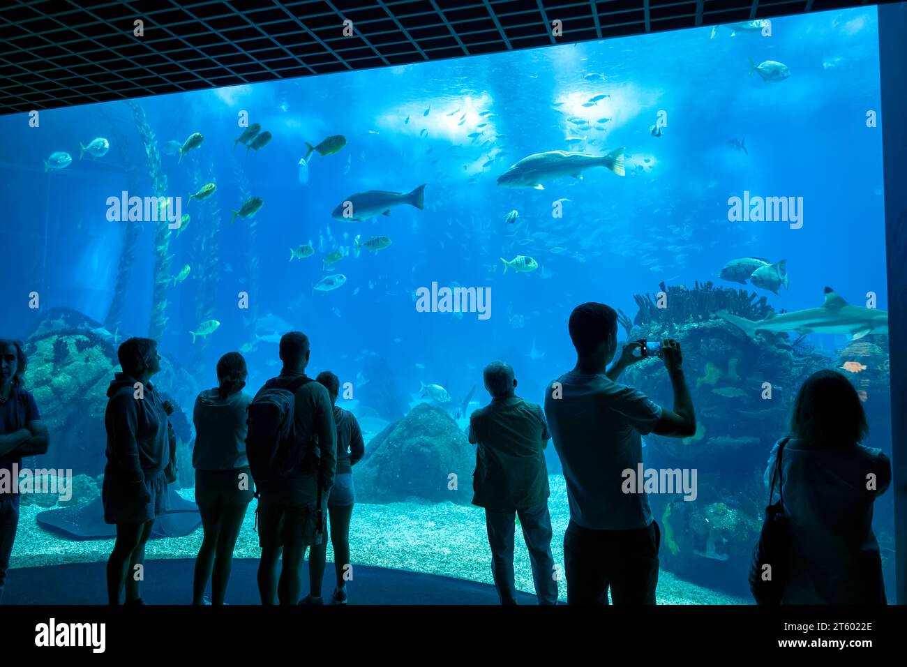 Lissabon, Portugal - 13. Oktober 2023 - Ozeanarium von Lissabon und Menschen, die Meereslebewesen in einem großen zentralen Aquarium beobachten. Stockfoto