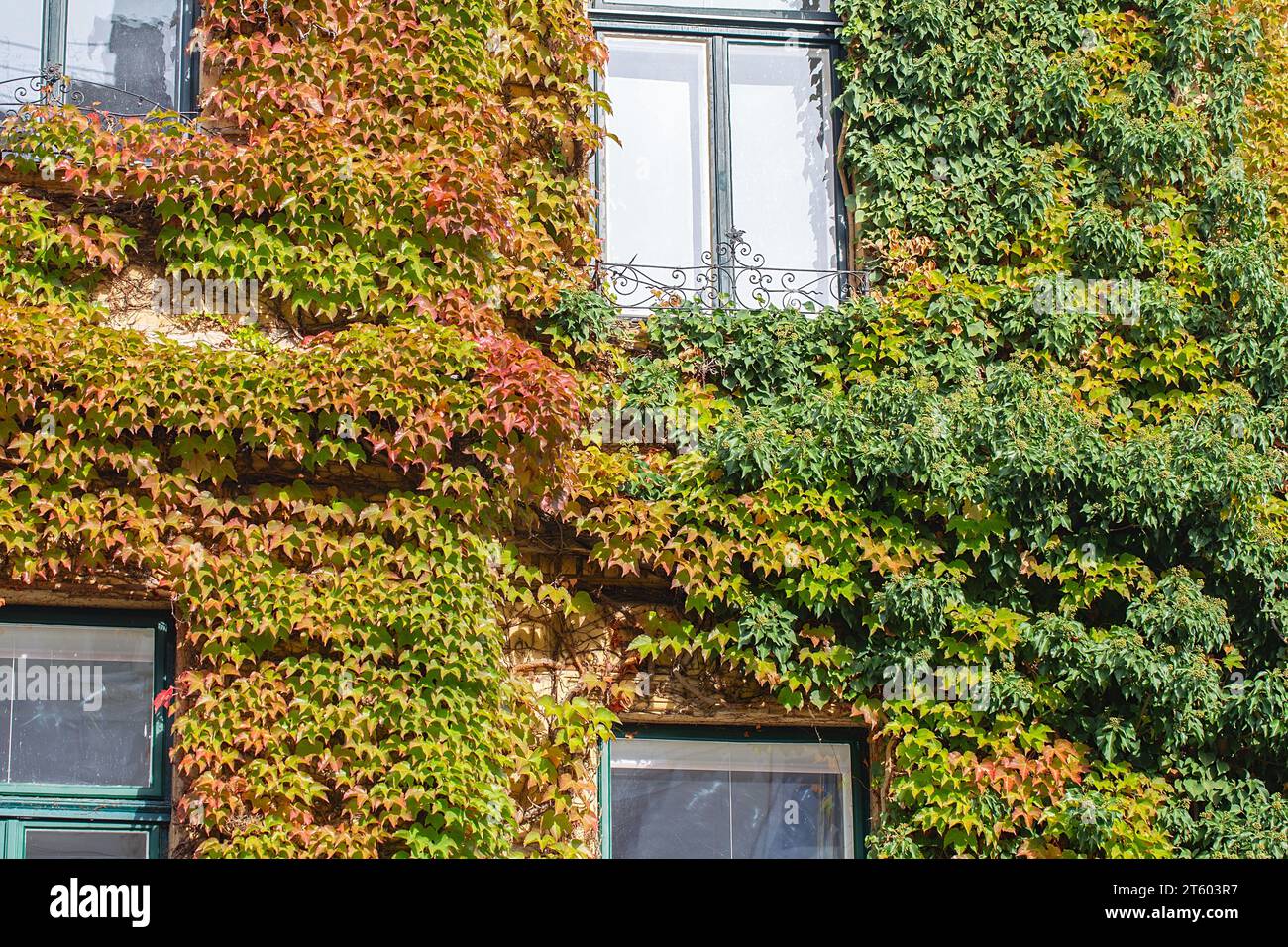 Die Wand ist mit roten Efeu-Herbstblättern bedeckt. Rote, gelbe und grüne Herbstblätter an der Wand, Hintergrund. Rote Blätter von Jungtrauben, Herbstfarben. Wand o Stockfoto