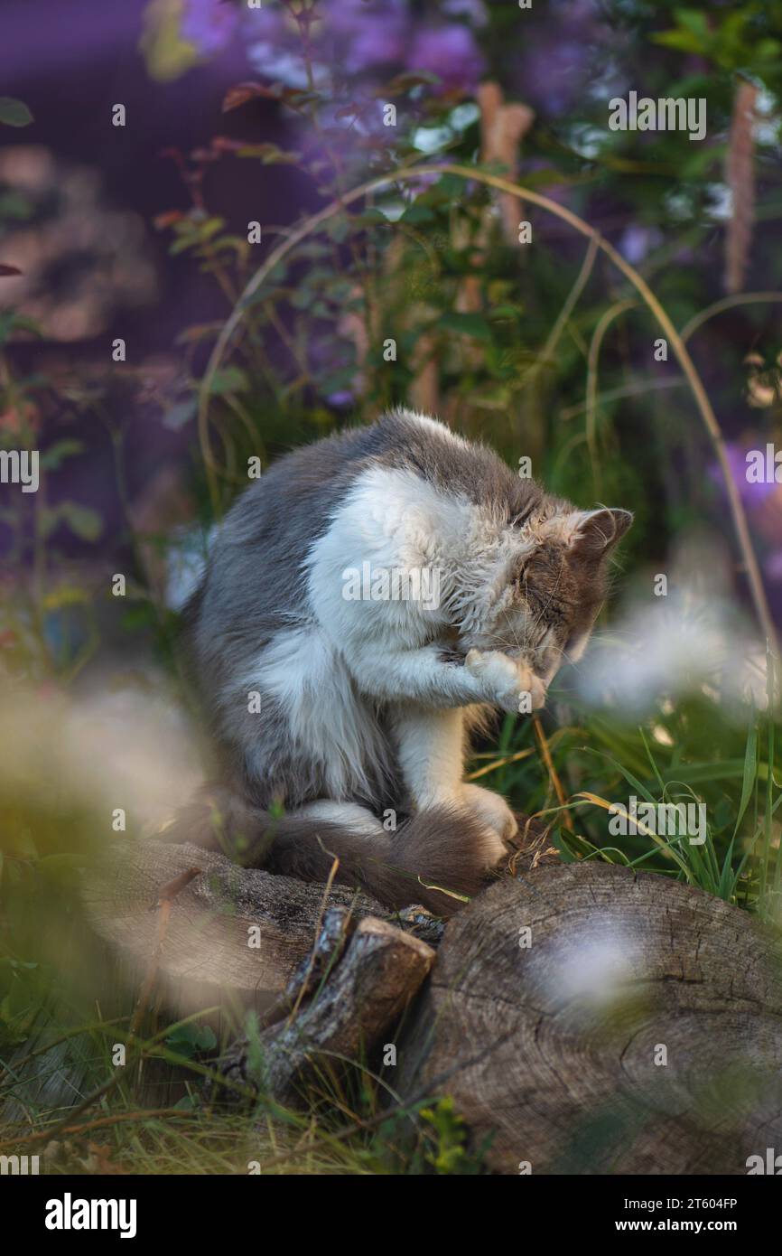 Outdoor-Katze, die sich im Frühlingsgarten selbst wäscht. Lustige graue Katze sauber und leckt Körper draußen nah an einem klaren Tag. Stockfoto