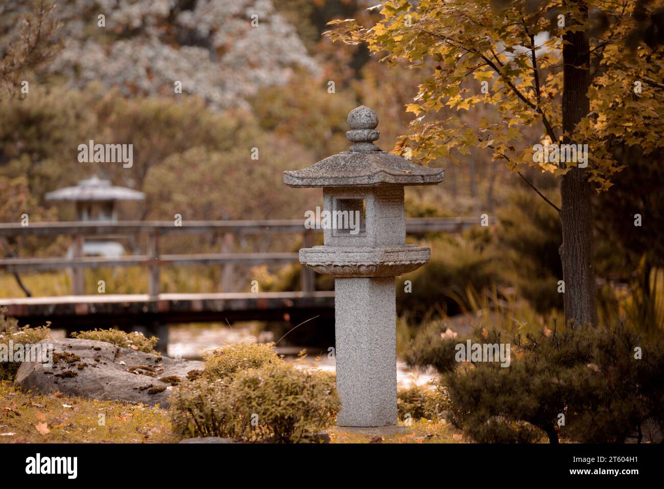 Traditionelle japanische Steinlaterne im Herbstgarten. Gelbes Herbstlaub Stockfoto