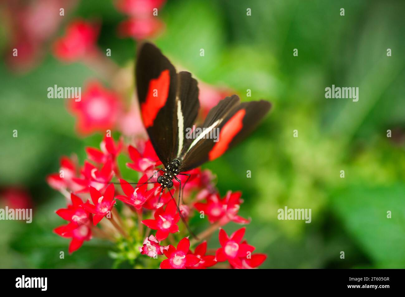 Erhöhte Frontalansicht eines kleinen Postman-Schmetterlings (lat: Helisonius erato), der auf einer roten umbelartigen Blume sitzt, vor einem natürlichen grünen, verschwommenen Blatt Stockfoto