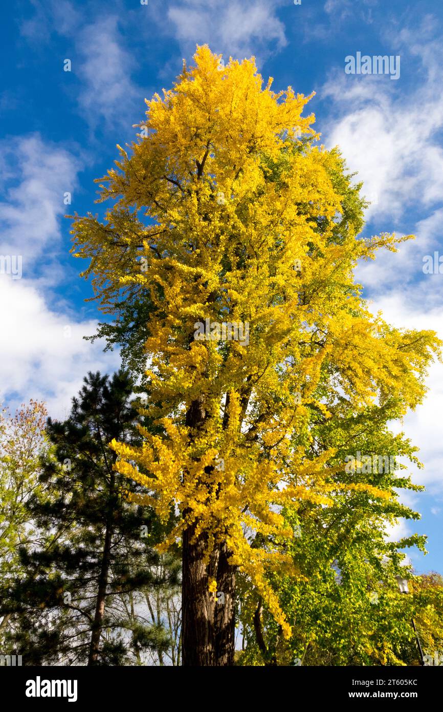 Herbst, Baum, Ginkgo, Laub, Ginkgo-Baum, Maidenhair Tree, Ginkgo biloba Tree Stockfoto