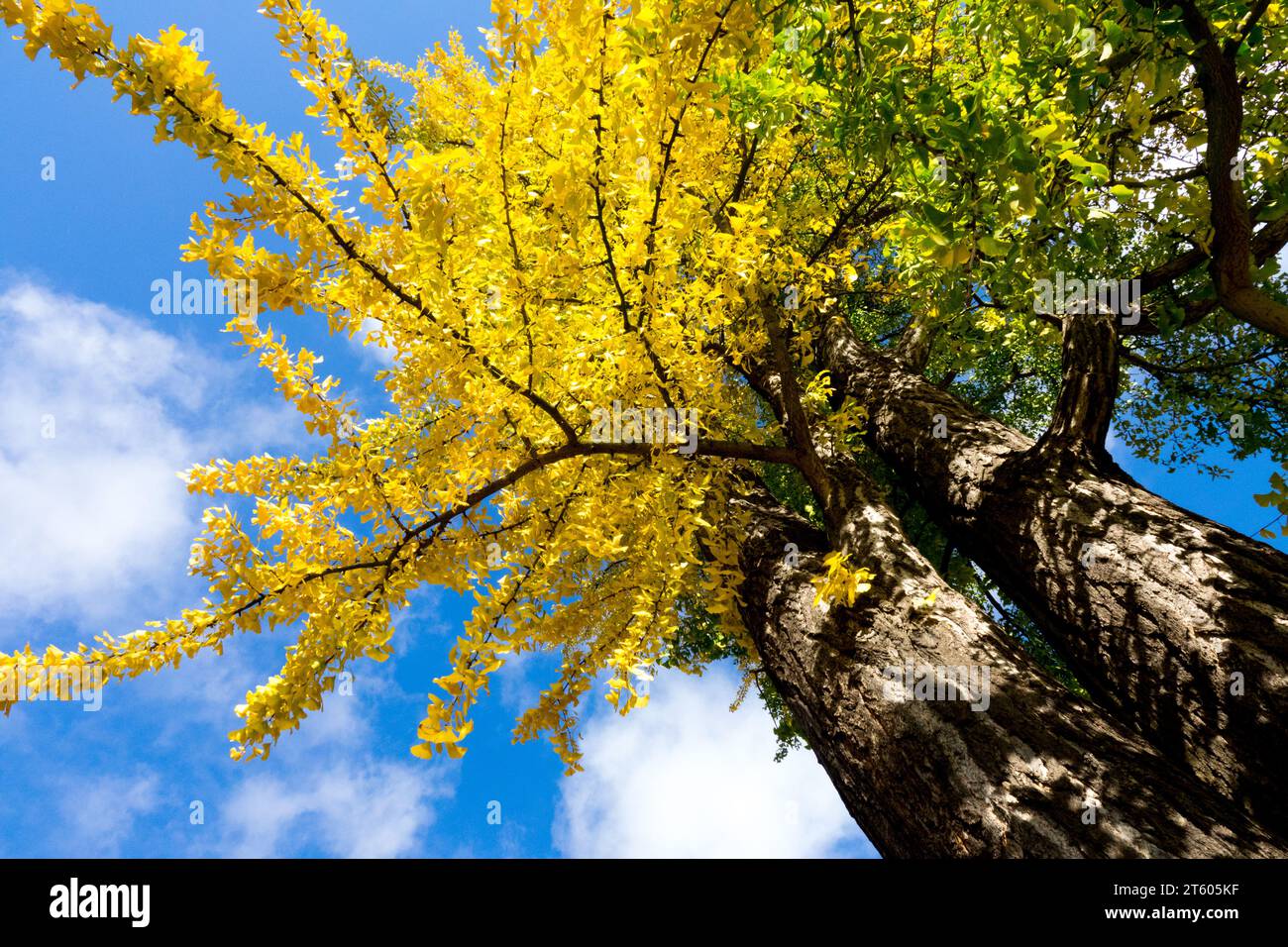 Maidenhair Tree der Ginkgo biloba Baum wird im Herbst gelb Stockfoto