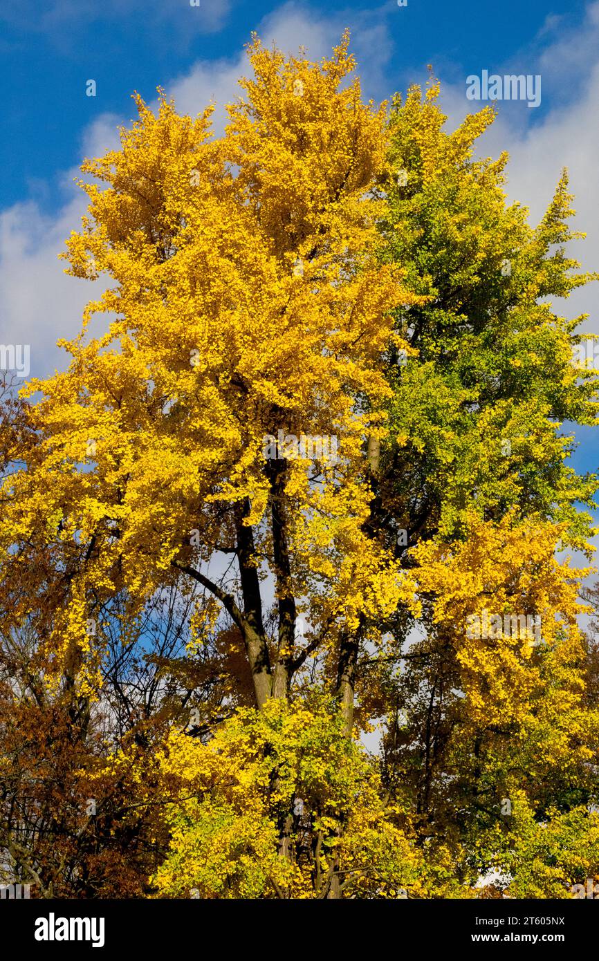 Ginkgo, Baum, Maidenhair Baum, Ginkgo biloba, Herbst goldfarben Stockfoto