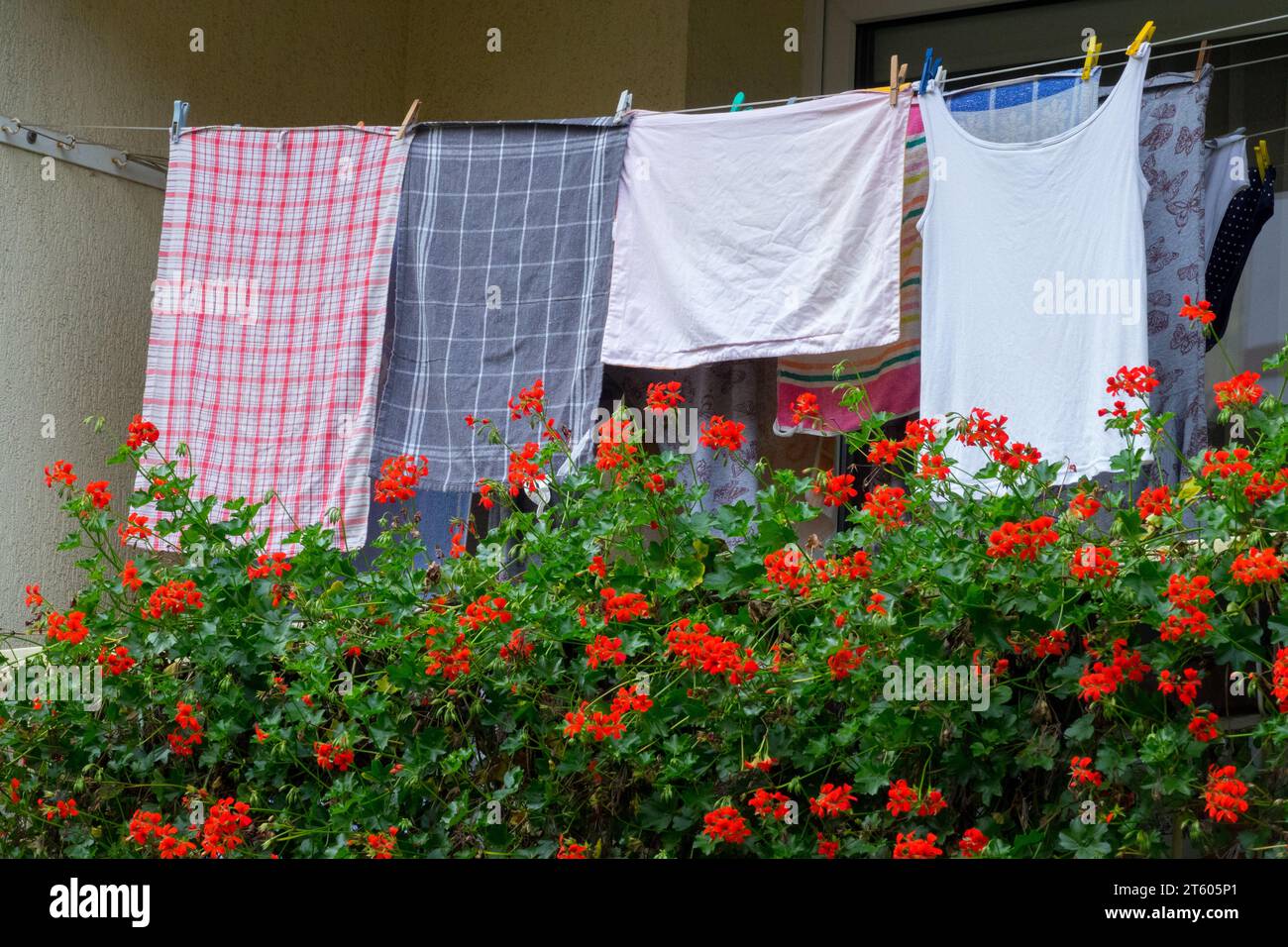 Blühend, Pelargonien, Balkon, Trocknen, Wäsche auf einer Wäscheleine trocknende Kleidung Stockfoto