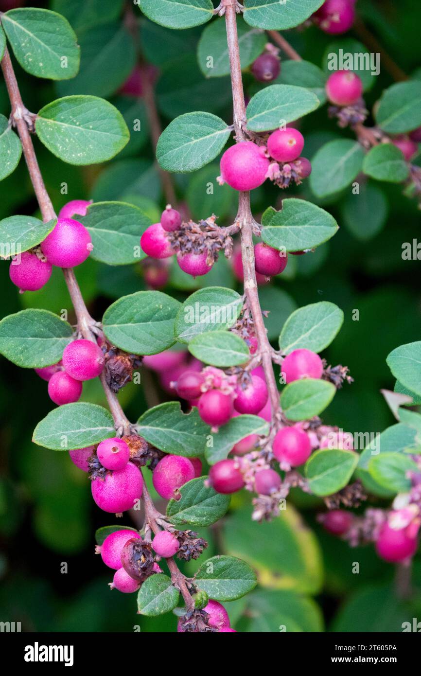 Chenault's Coralberry, Samen, Lila, Samen, Laub, Herbst, Pflanze, Symphoricarpos x chenaultii „Hancock“ Stockfoto