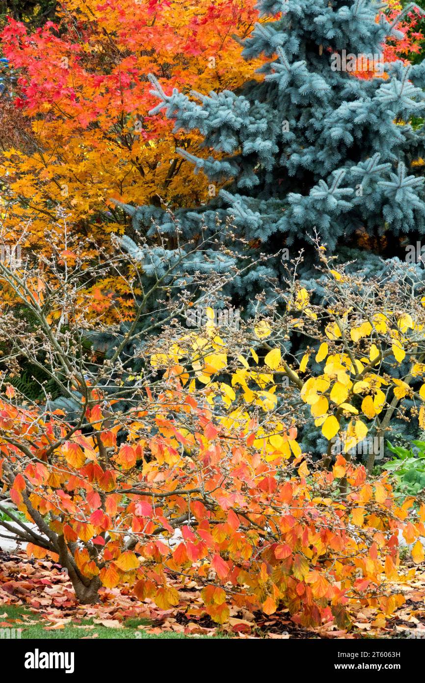 Herbst, Farbe, Garten, Laub, bunte Blätter, Pflanzen, japanischer Ahorn, Silberfichte, Hexenhamelis, Blätter fallen herbstliche Farben Stockfoto