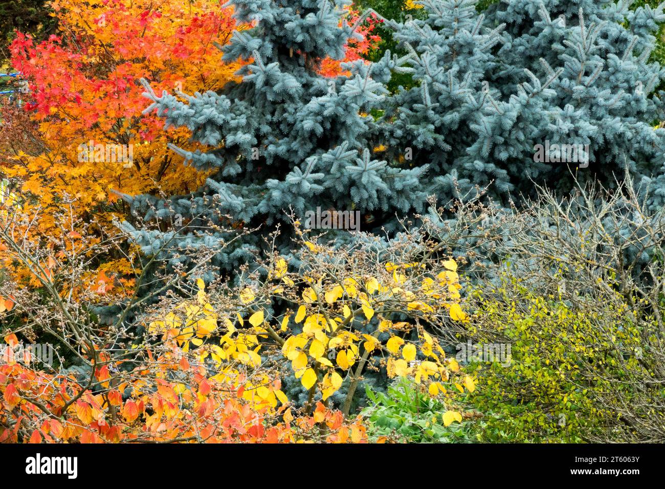 Herbst, Farbe, Garten, Rand, bunt, Acer palmatum, Picea pungens, Hexenhamelis, Saison, Laub Stockfoto