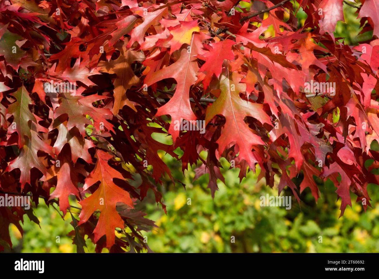 Rote Blätter, scharlachrote Eiche Quercus coccinea, Laub, Herbst, Eiche Stockfoto