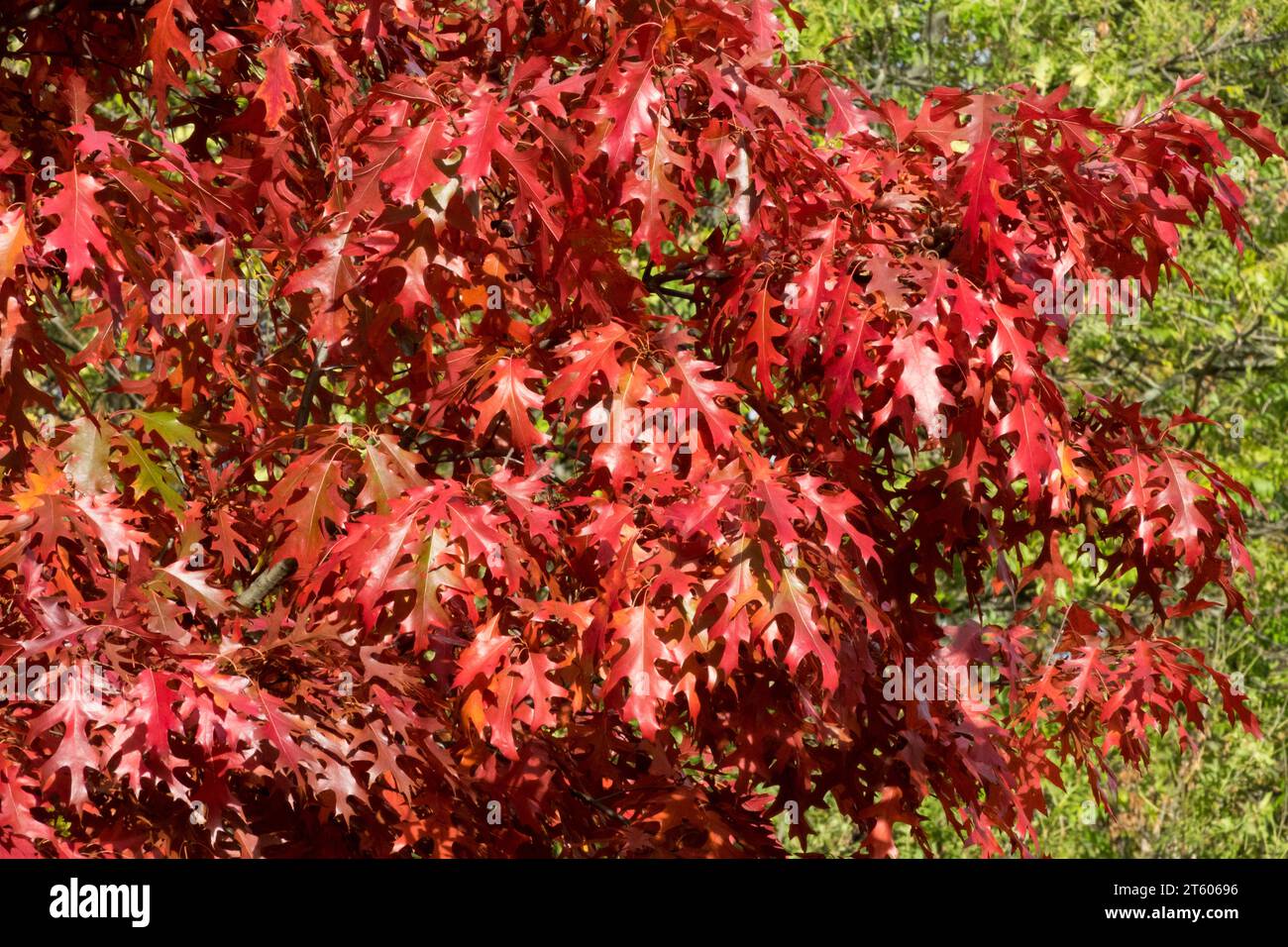 Pin Oak, Quercus palustris, Rot, Laub, Sumpfeiche, Baumstruktur Stockfoto