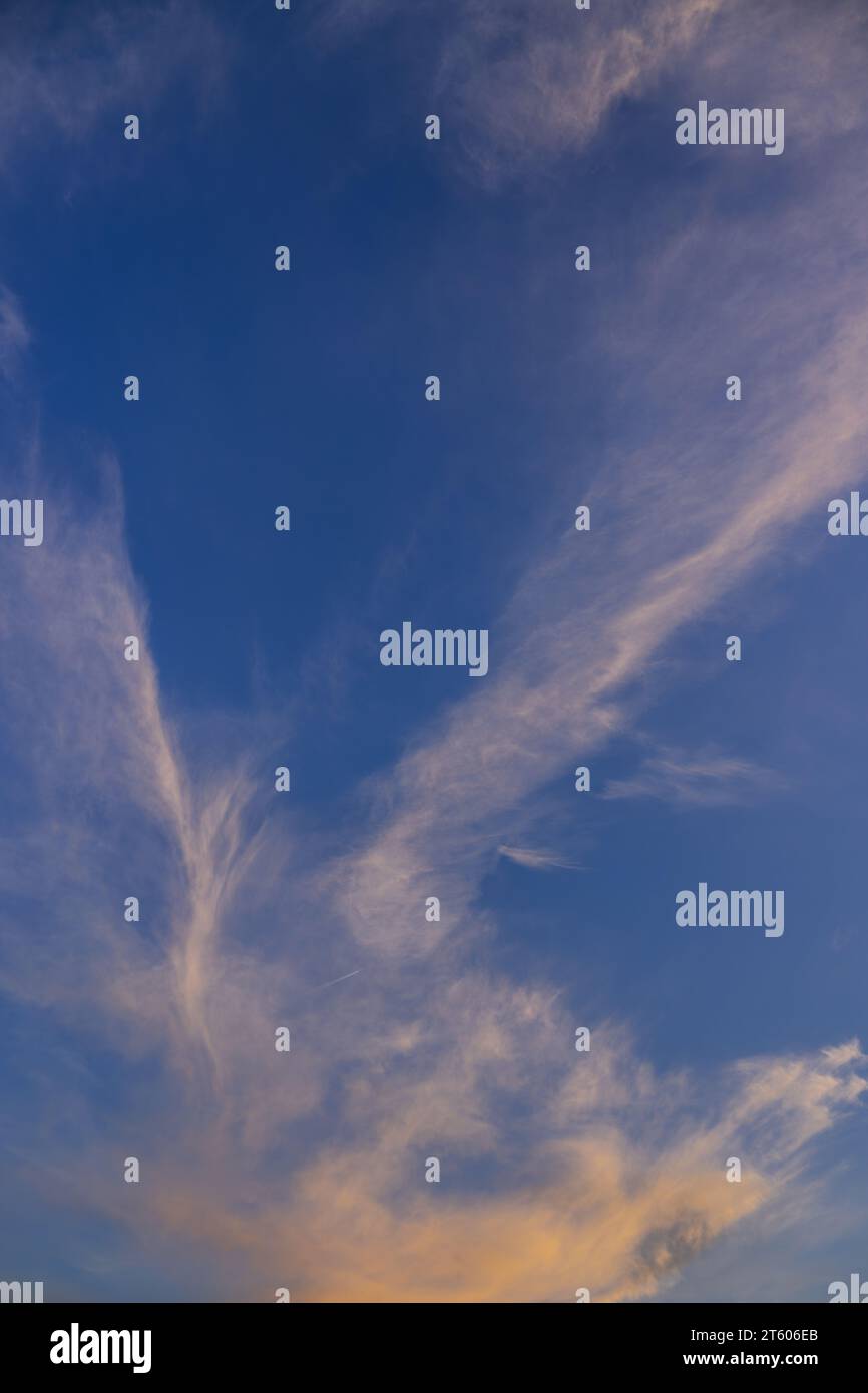 Abendliche Wolkenlandschaft. Weiße, hochrangige Zirruswolken mit orangefarbener Färbung vor blauem Himmel. Hochformat. Stockfoto