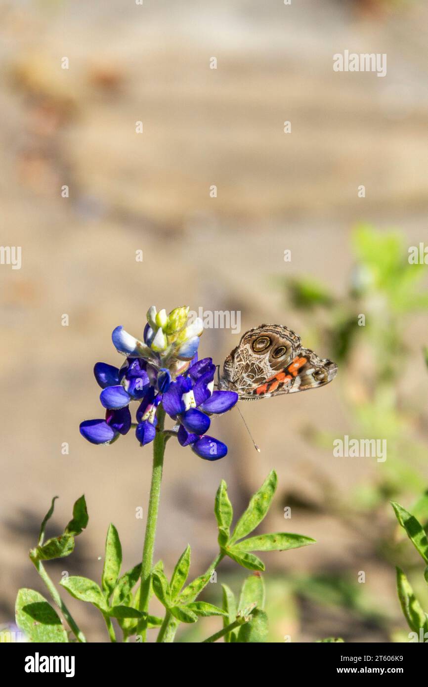 American Painted Lady Butterfly, Vanessa virginiensis, auf Texas Bluebonnets, Lupinus texensis, Mercer Arboretum und Botanical Gardens. Stockfoto