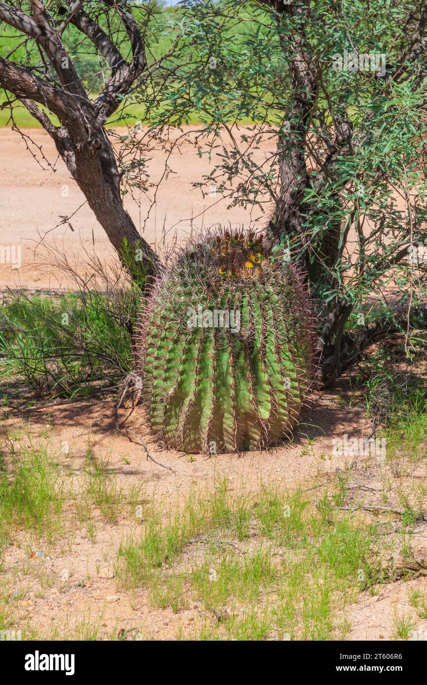 Arizona Barrel Cactus oder Candy Barrel Cactus, Ferocactus wislizeni, in der Wüste. Stockfoto