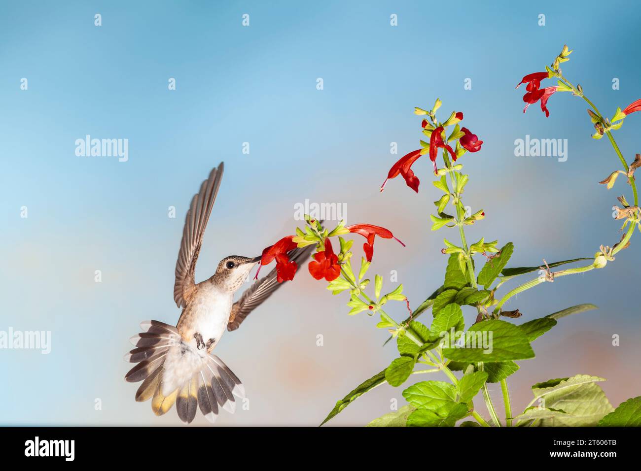 Schwarzer-chinned Kolibri, Archilochos Alexander, Fütterung auf der Blume. Stockfoto