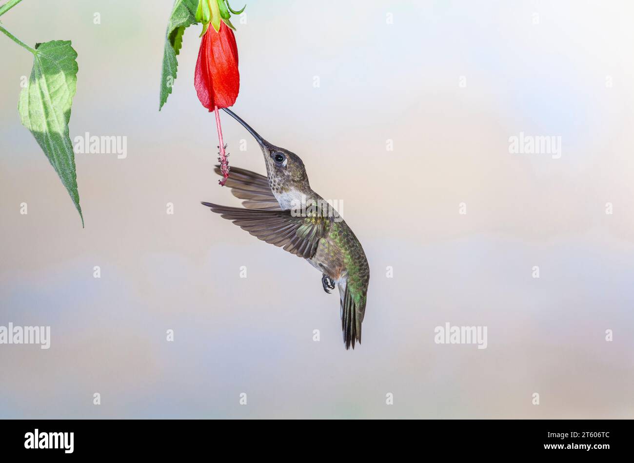 Schwarzer-chinned Kolibri, Archilochos Alexander, ernähren sich von Nektar Blumen. Stockfoto