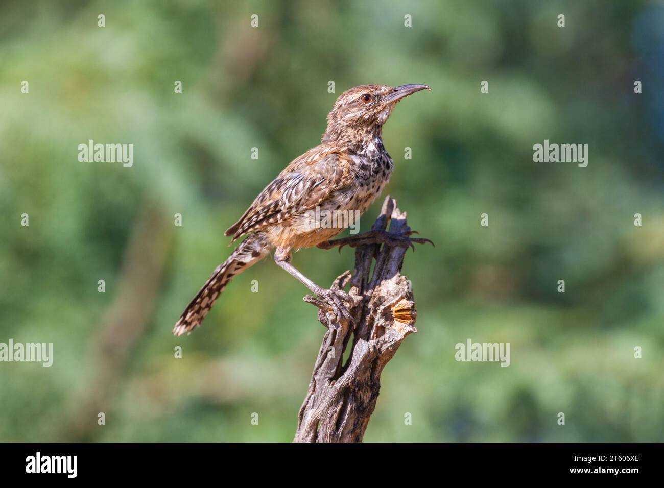 Kaktus-Zaunkönig, Campylorhynchus Brunneicapillus, in der Wüste von Arizona. Stockfoto