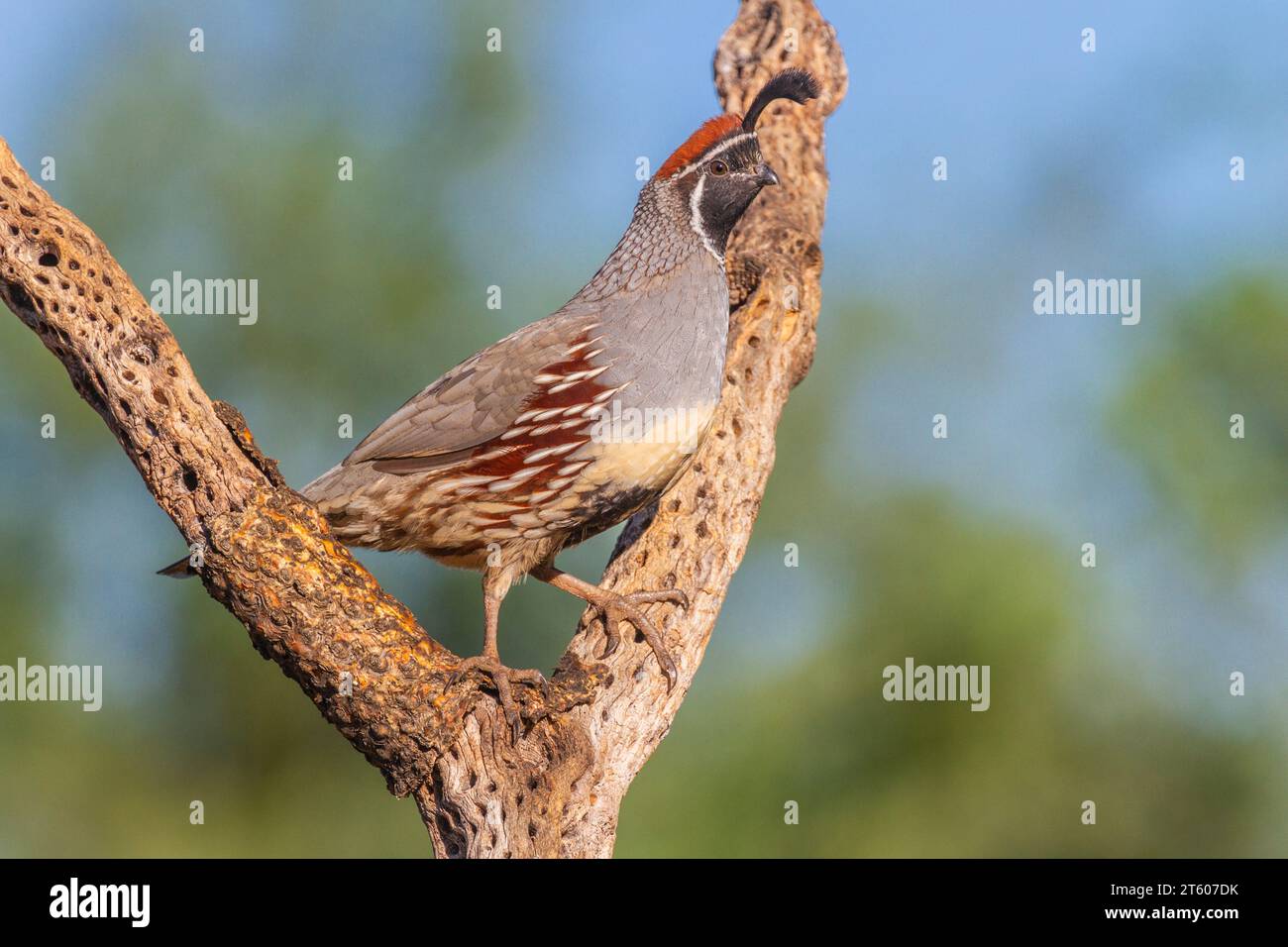 Gambel's Quail, Callipepla gambelii, in der Wüste von Arizona. Stockfoto