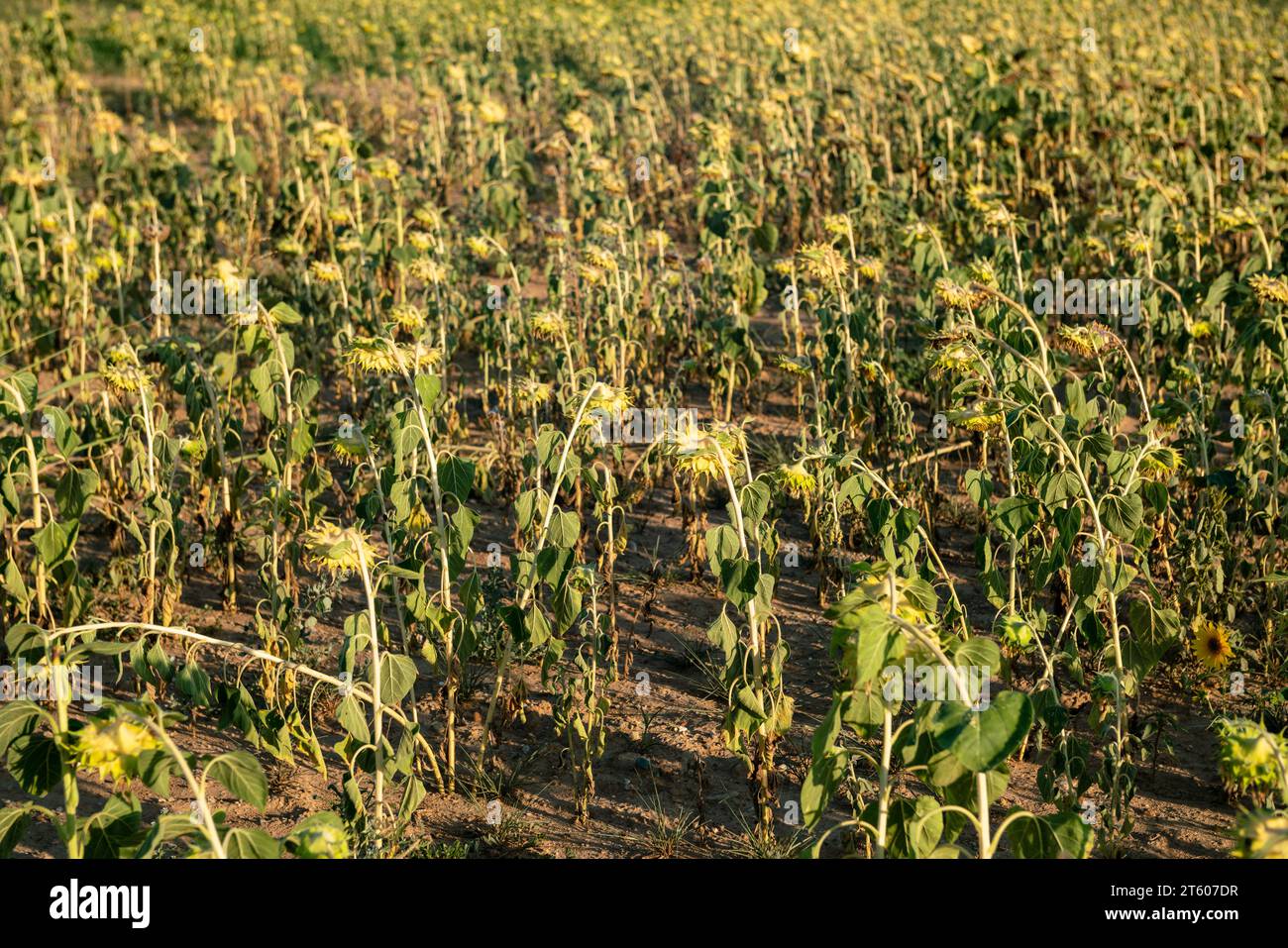 Trockene und trockene Sonnenblumenfelder haben aufgrund der Klimakrise und der Dürre Probleme in der gesamten landwirtschaftlichen Welt verursacht, was zu produktionskrisen geführt hat Stockfoto