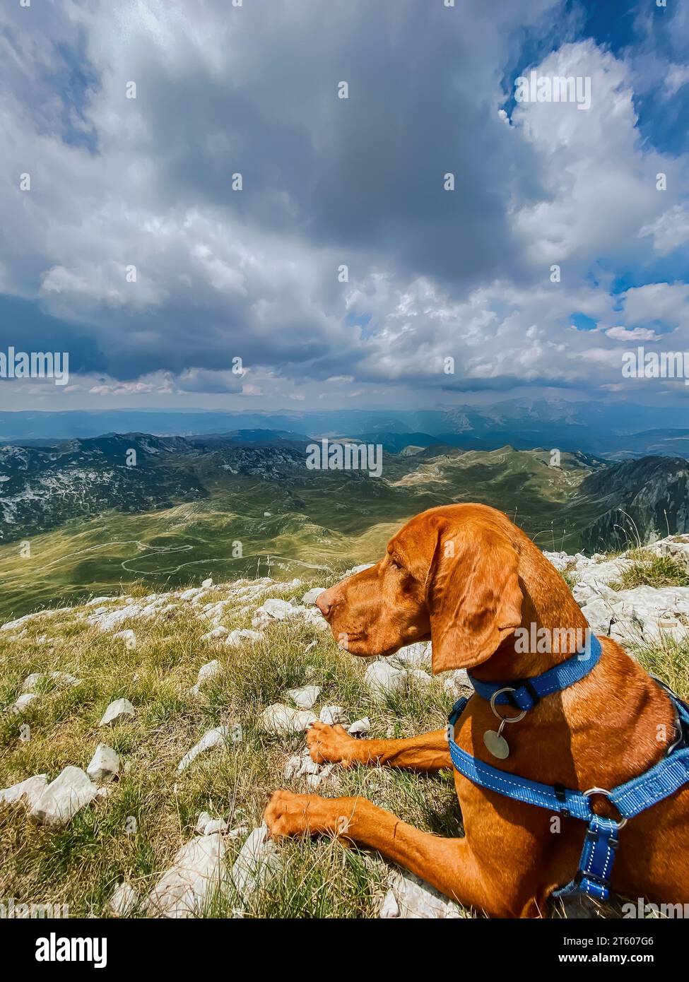 Ungarischer Vizsla-Hund, der auf der Bergspitze liegt Stockfoto