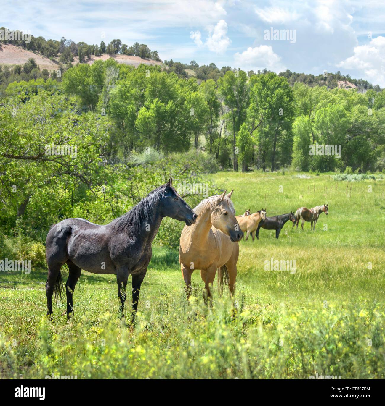 Viertelpferdeherde auf Almweide Stockfoto