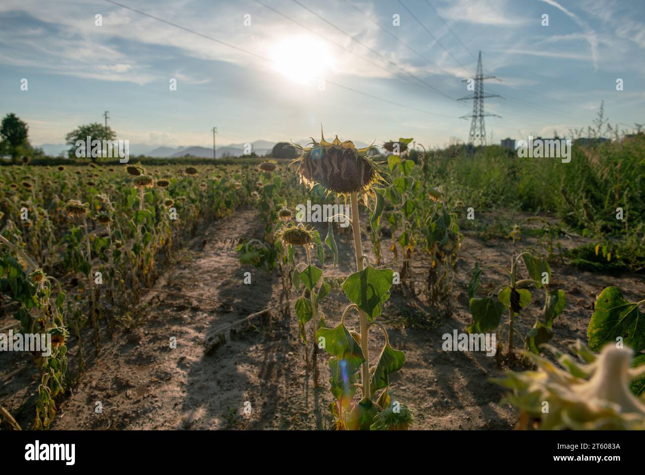 Trockene und trockene Sonnenblumenfelder haben aufgrund der Klimakrise und der Dürre Probleme in der gesamten landwirtschaftlichen Welt verursacht, was zu produktionskrisen geführt hat Stockfoto