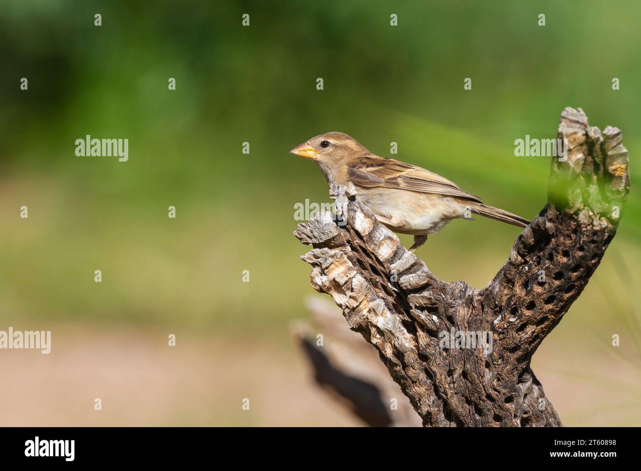 Haus Sparrow, Passer domesticus, in der Wüste von Arizona. Stockfoto