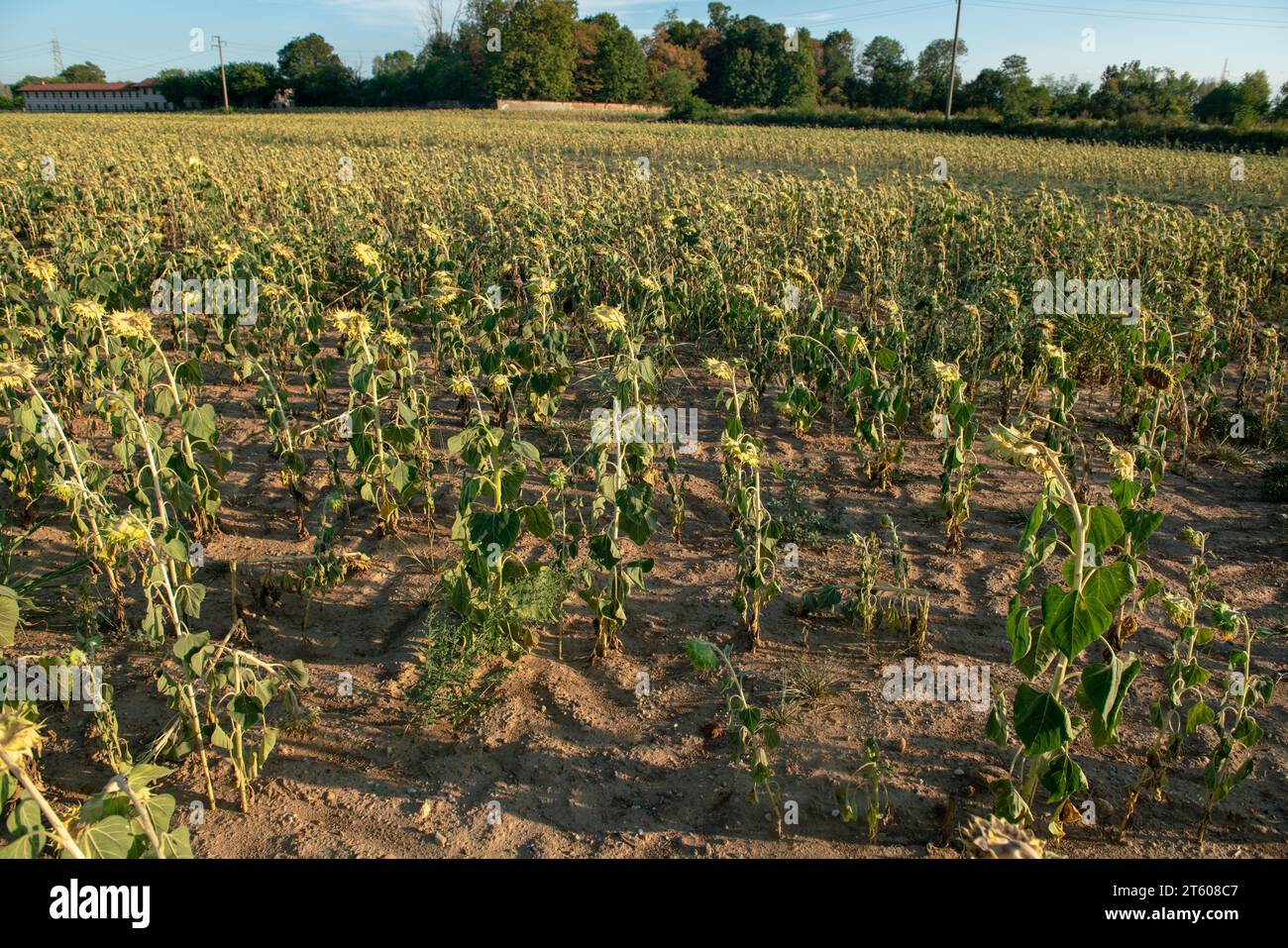 Trockene und trockene Sonnenblumenfelder haben aufgrund der Klimakrise und der Dürre Probleme in der gesamten landwirtschaftlichen Welt verursacht, was zu produktionskrisen geführt hat Stockfoto