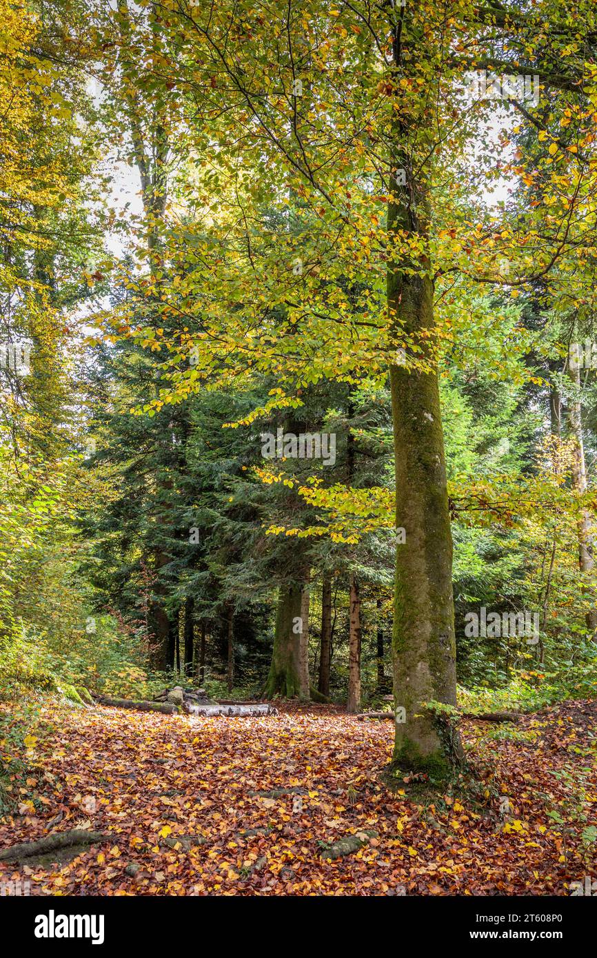 Vertikale Aufnahme einer herbstlichen Waldszene Stockfoto