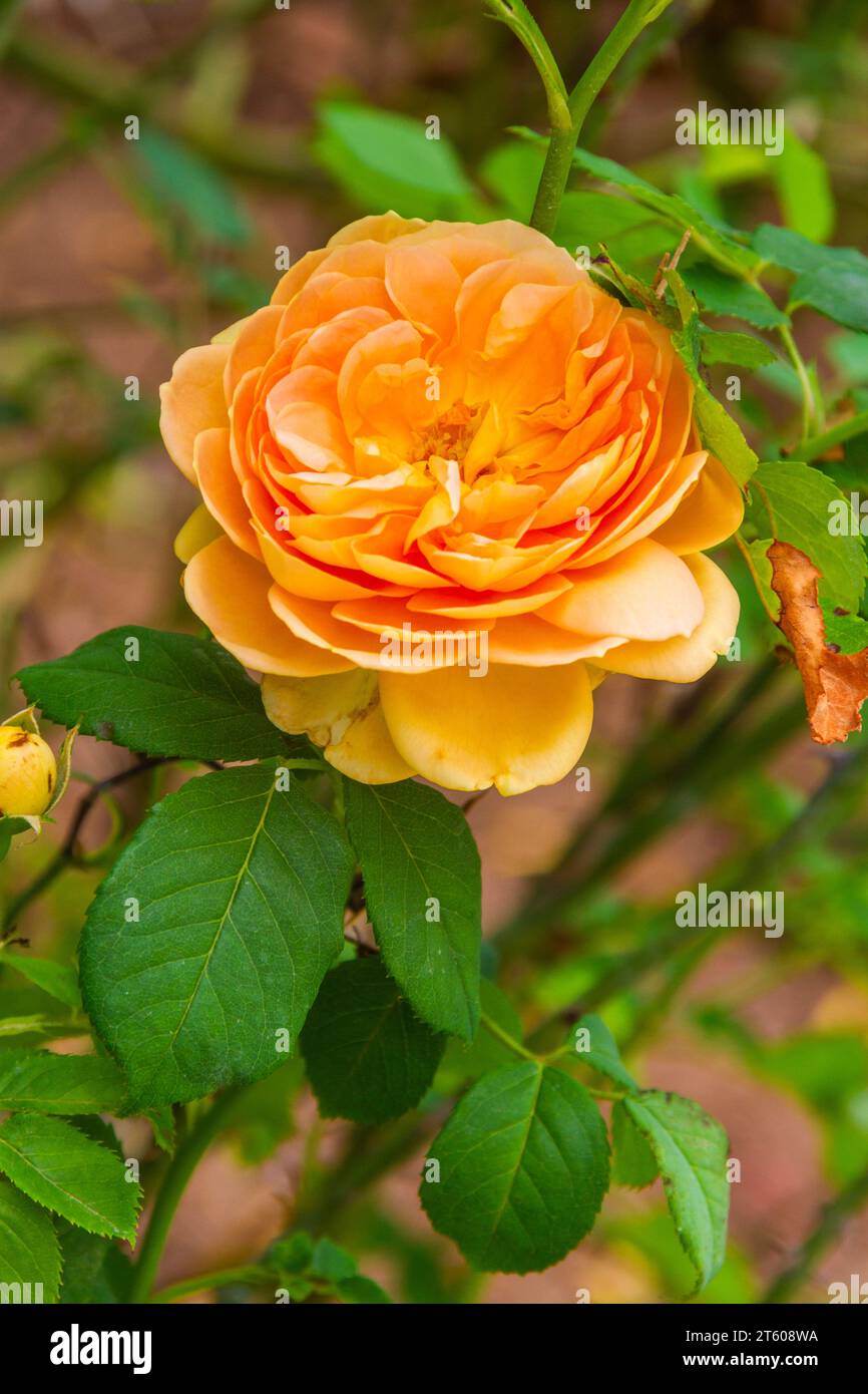 Rose GOLDEN CELEBRATION im Tyler Municipal Rose Garden in Tyler, Texas. Stockfoto