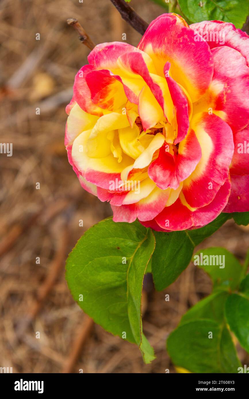 Hybrid Tea Rose „LOVE AND PEACE“ im Tyler Municipal Rose Garden in Tyler, Texas. Stockfoto