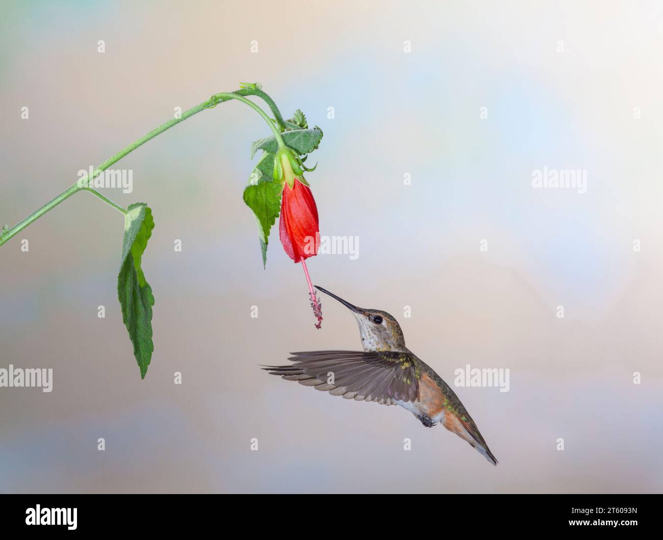 Rufous Kolibri, Selasphorus Rufus, Fütterung an Nektar Blumen. Stockfoto