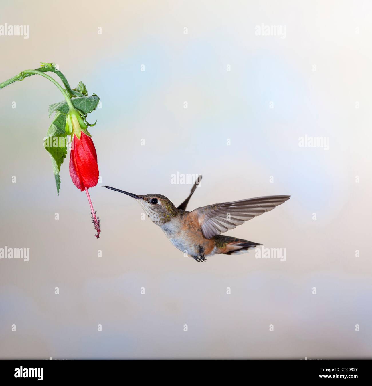Rufous Kolibri, Selasphorus Rufus, Fütterung an Nektar Blumen. Stockfoto
