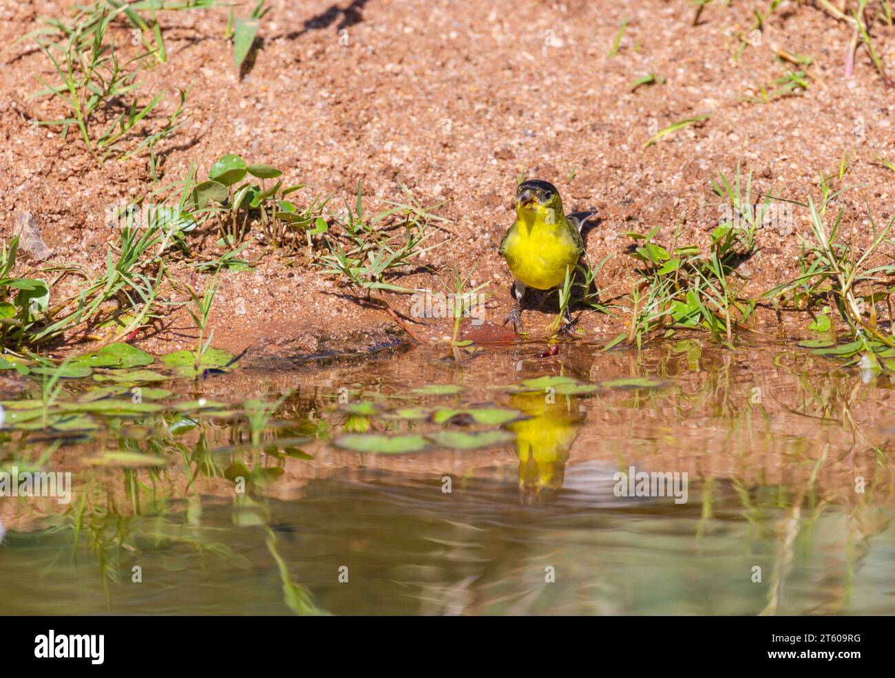 Gelbbrust Chat, Icteria virens, kommen zum Teich für einen Drink in der Wüste von Arizona. Stockfoto