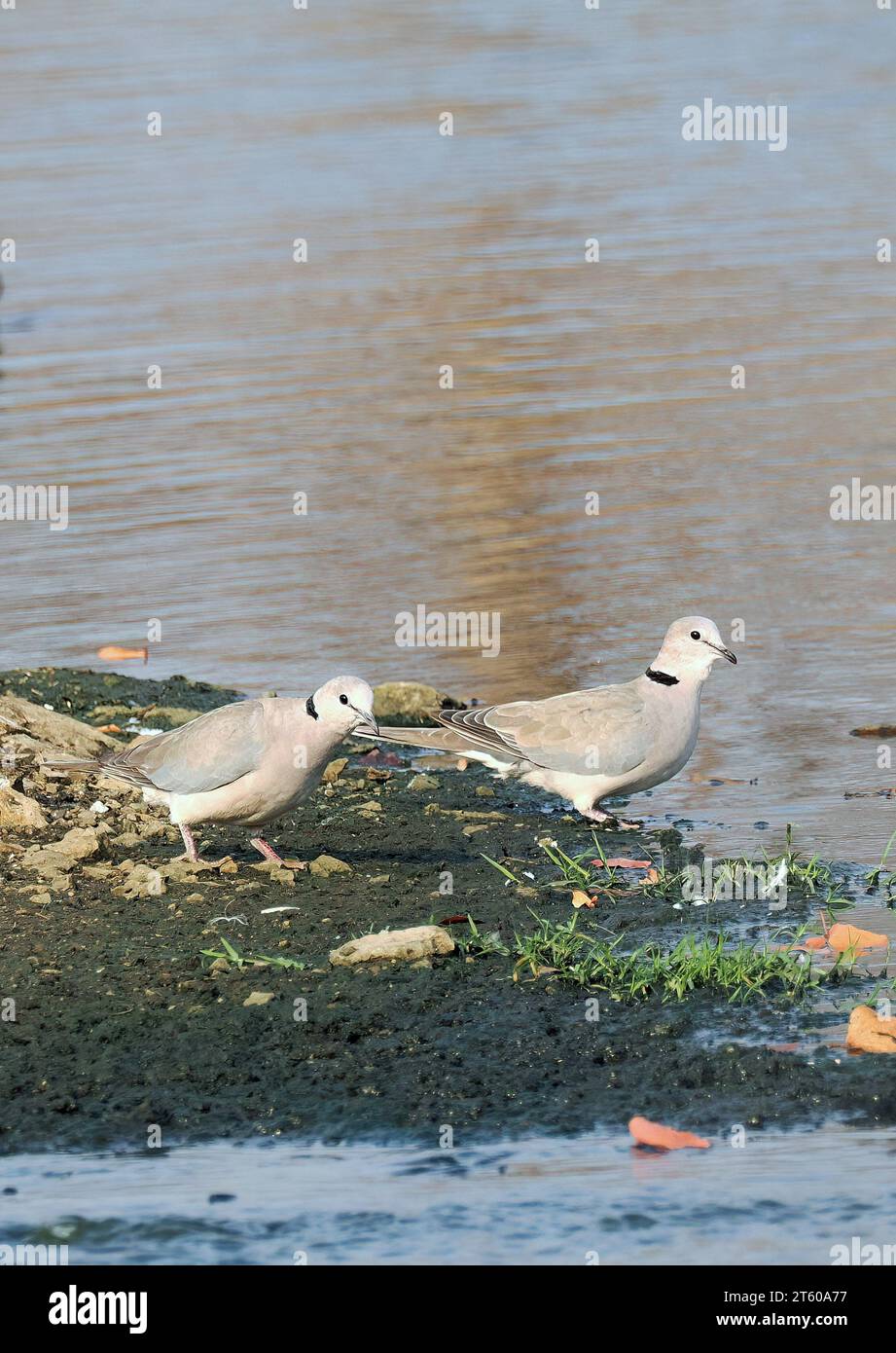 Ringtaube, Gurrtaube, Tourterelle du Cap, Streptopelia capicola, Fokföldi gerle, Sambesi-Nationalpark, Simbabwe, Afrika Stockfoto