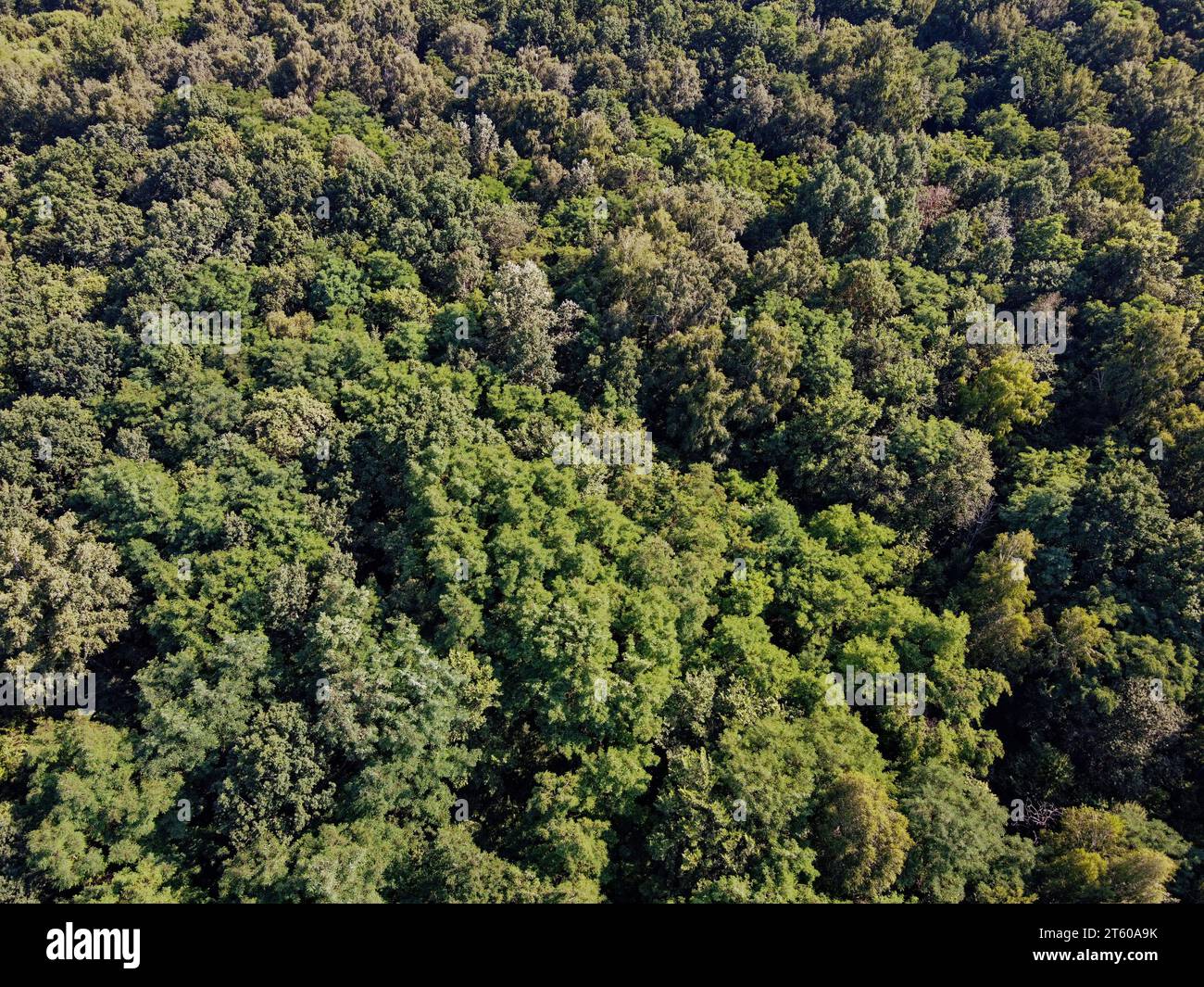 Schöner dichter Wald, Blick von oben. Die Gipfel einer Vielzahl von Bäumen. Stockfoto