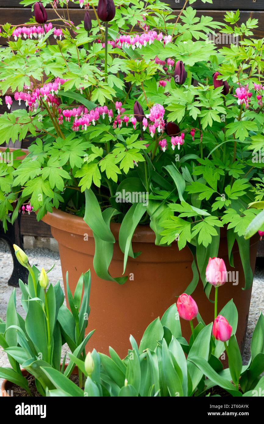 Blutendes Herz im Topf, Dicentra spectabilis Garten, Frühling, Pflanze Stockfoto