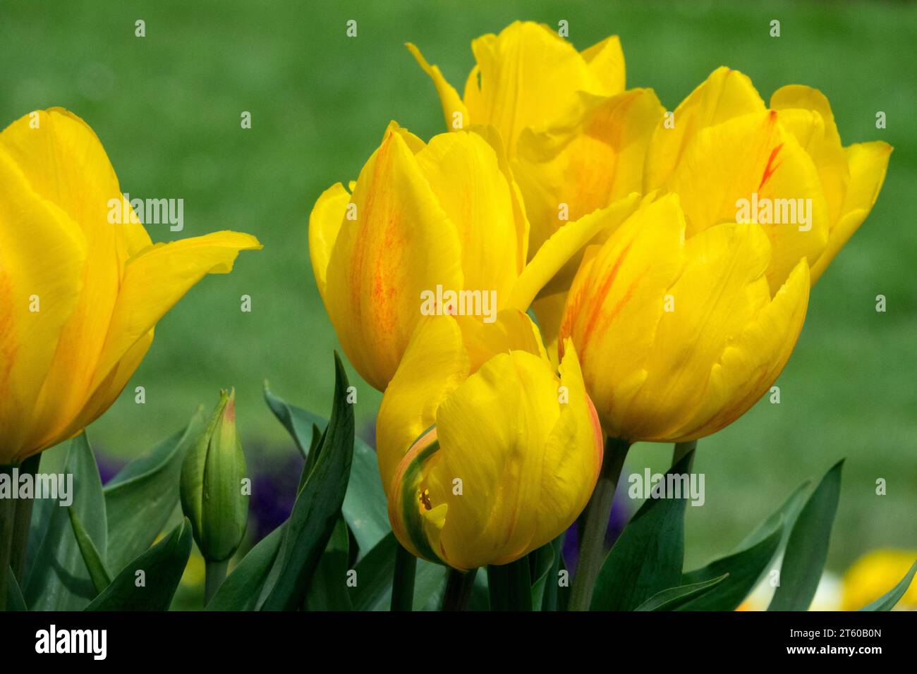 Gelb, Tulpen, Blüte, Tulipa „Kikomachi“, April, blühend, Pflanzen, Tulpe, Triumphgruppe Stockfoto
