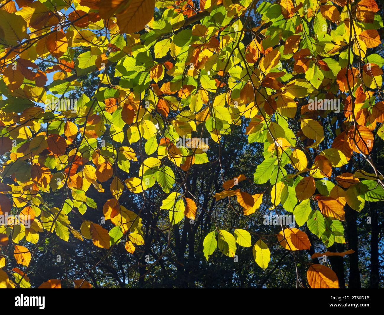 Buche Fagus Sylvatica Autumn Leaves Stockfoto