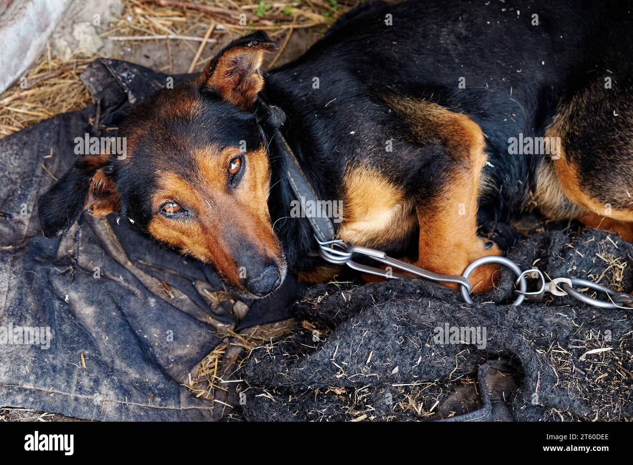 Ein kleiner Hund liegt auf dreckigen Lappen. Hund an einer Kette. Stockfoto