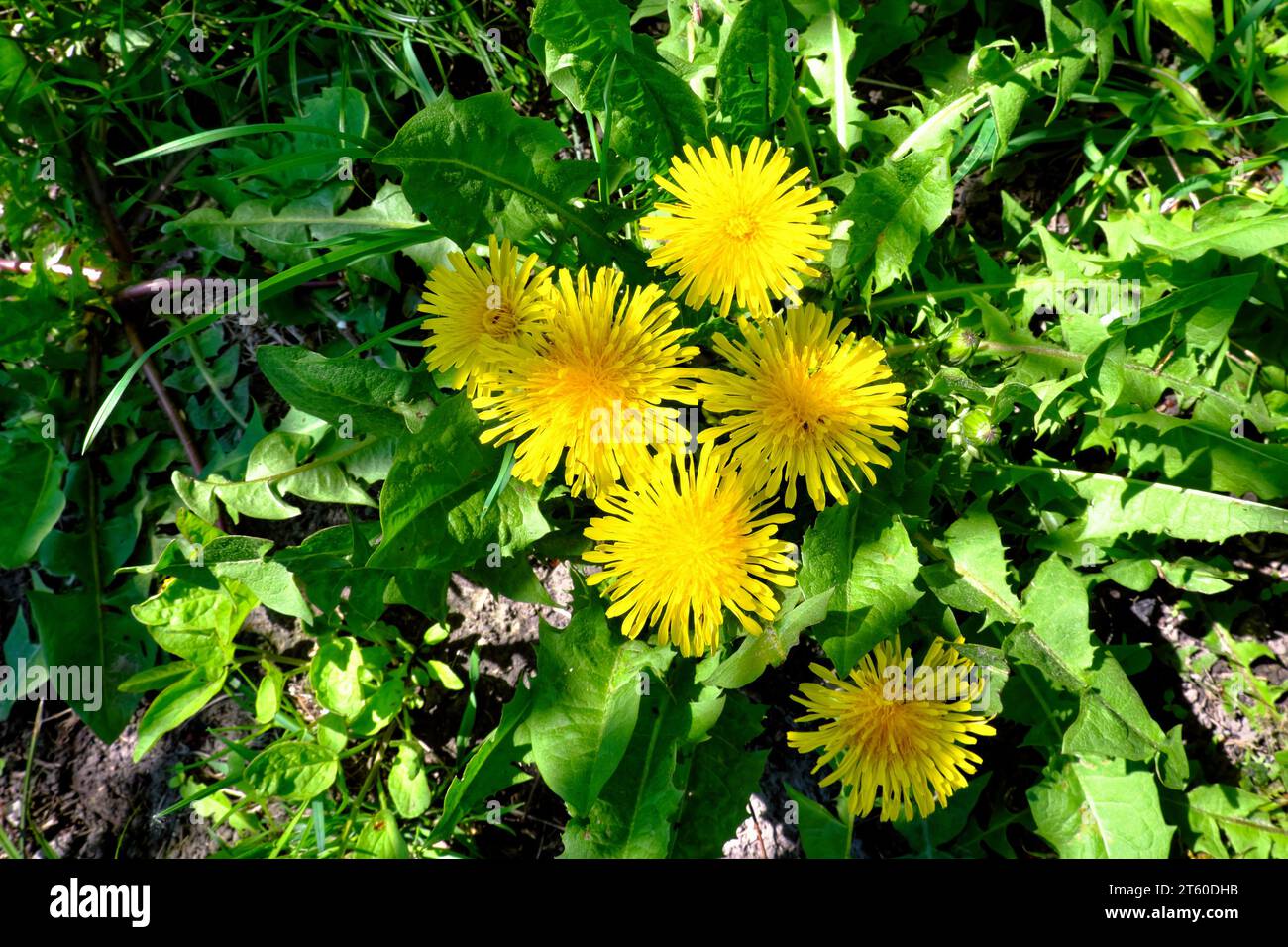 Eine lebendige Szene entfaltet sich, während ein Löwenzahnhaufen auf einem grünen Feld liegt, deren leuchtend gelbe Blütenblätter die Wärme und das Glück des Frühlings ausstrahlen, eines Clo Stockfoto