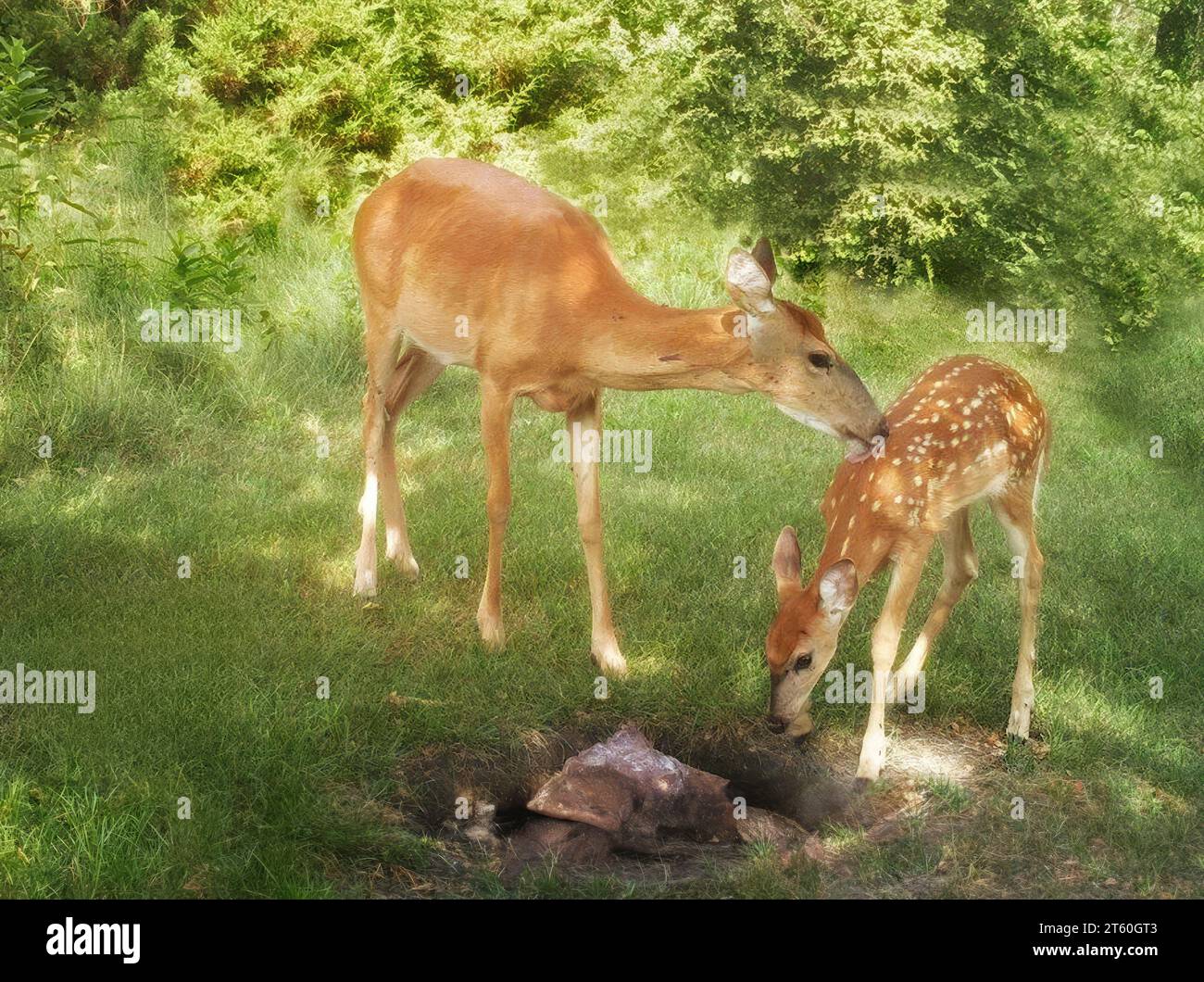 Weißwedelhirsche (Odocoileus virginianus) pflegen ihr noch immer geflecktes Rehkitz im Chippewa National Forest im Norden von Minnesota, USA Stockfoto