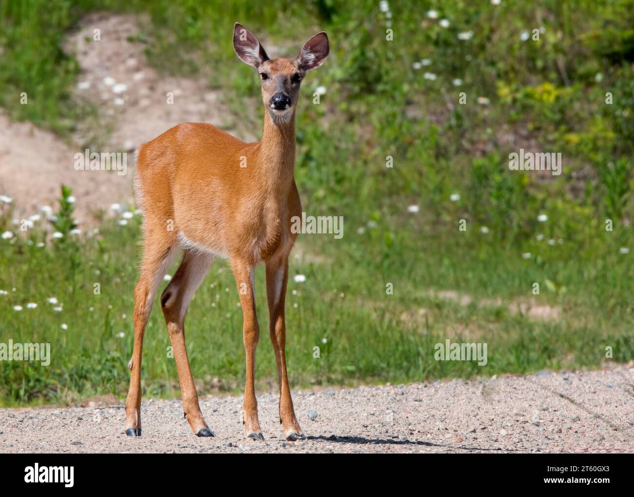 Hübsche junge Hirsche (Odocoileus virginianus), die auf einer Schotterstraße im Chippewa National Forest im Norden von Minnesota, USA, posieren Stockfoto