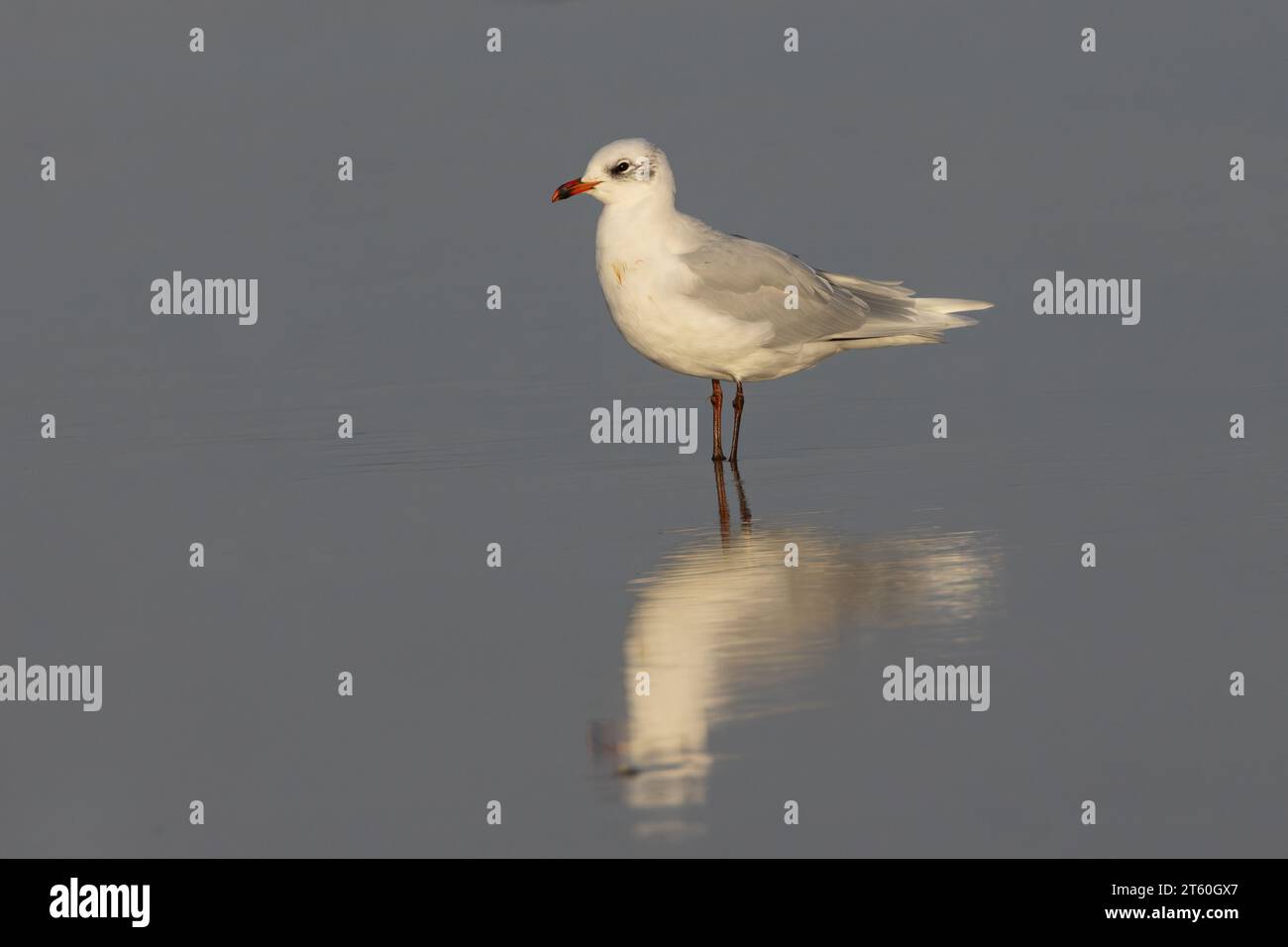 Mediterrane Möwe (Larus melanocephalus) - 2. Wintergefieder - stehend im flachen Wasser, Godrevy, Cornwall, Großbritannien Stockfoto