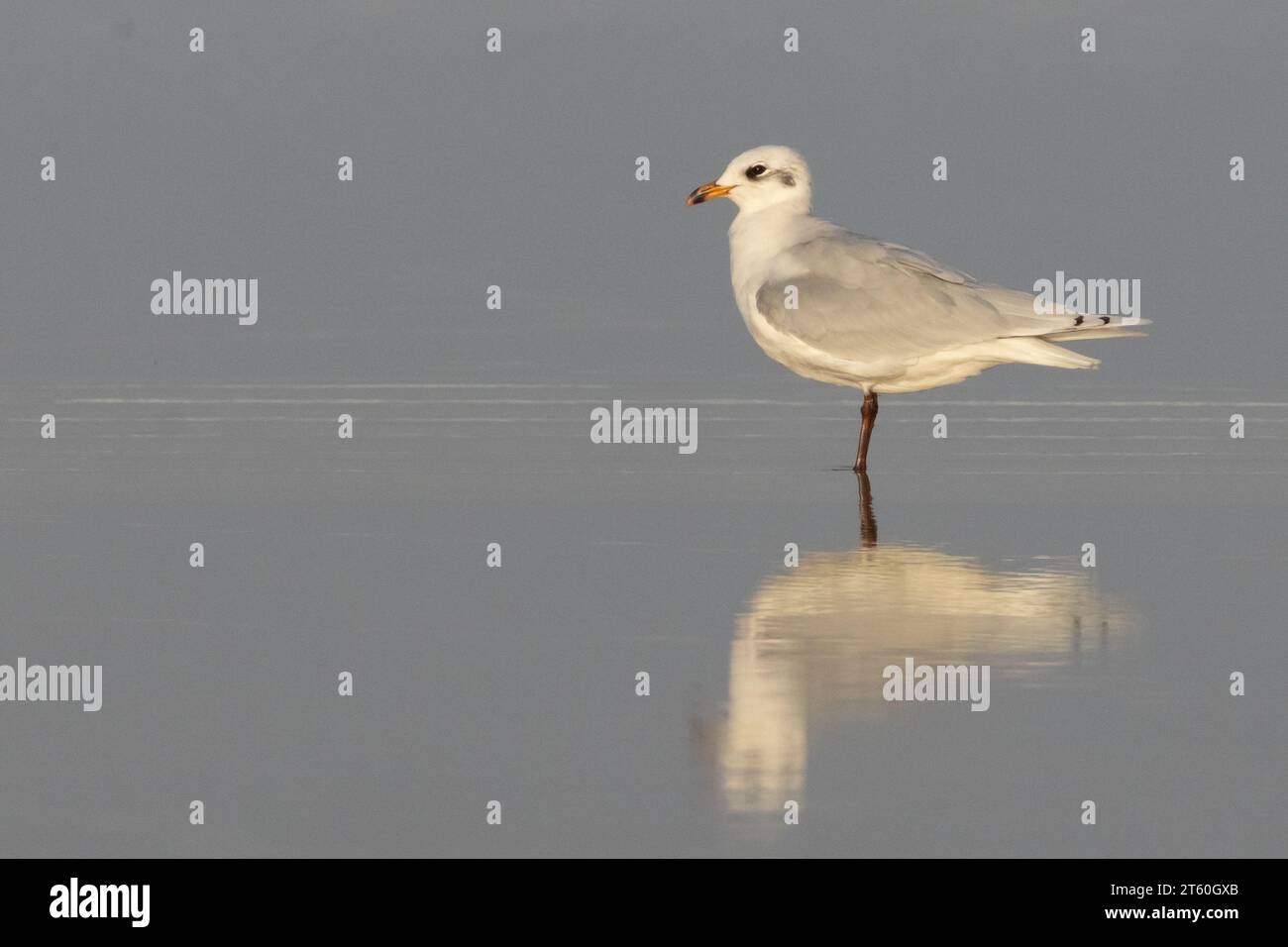 Mediterrane Möwe (Larus melanocephalus) - 2. Wintergefieder - stehend im flachen Wasser, Godrevy, Cornwall, Großbritannien Stockfoto